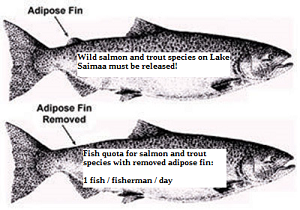 Salmon and trout fishing trips on Lake Saimaa from the Cottage Jokiniemi